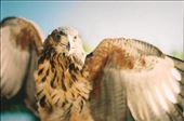Águila Harris en pose majestuosa, Cámara Pentax Mx, Analógico sin retoques: by oniric_world, Views[344]