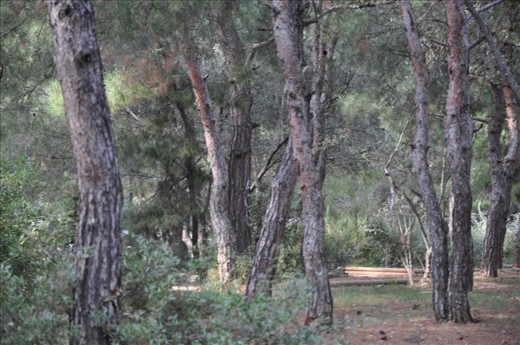 This is a forest park, where I can sit for hours under a tree and forget about time. Psychico is known as the 'green oasis' in the heart of Athens. 