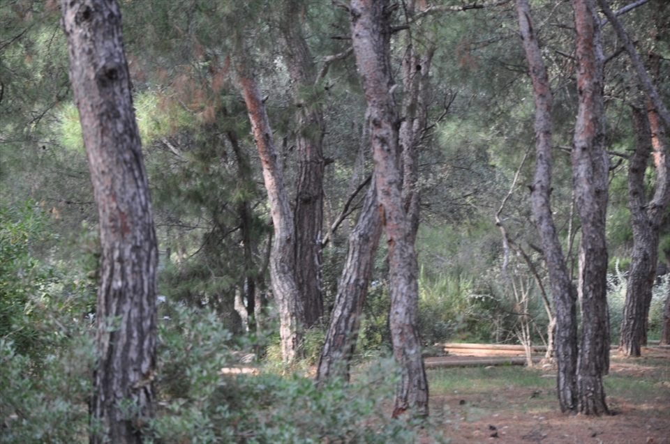 This is a forest park, where I can sit for hours under a tree and forget about time. Psychico is known as the 'green oasis' in the heart of Athens. 