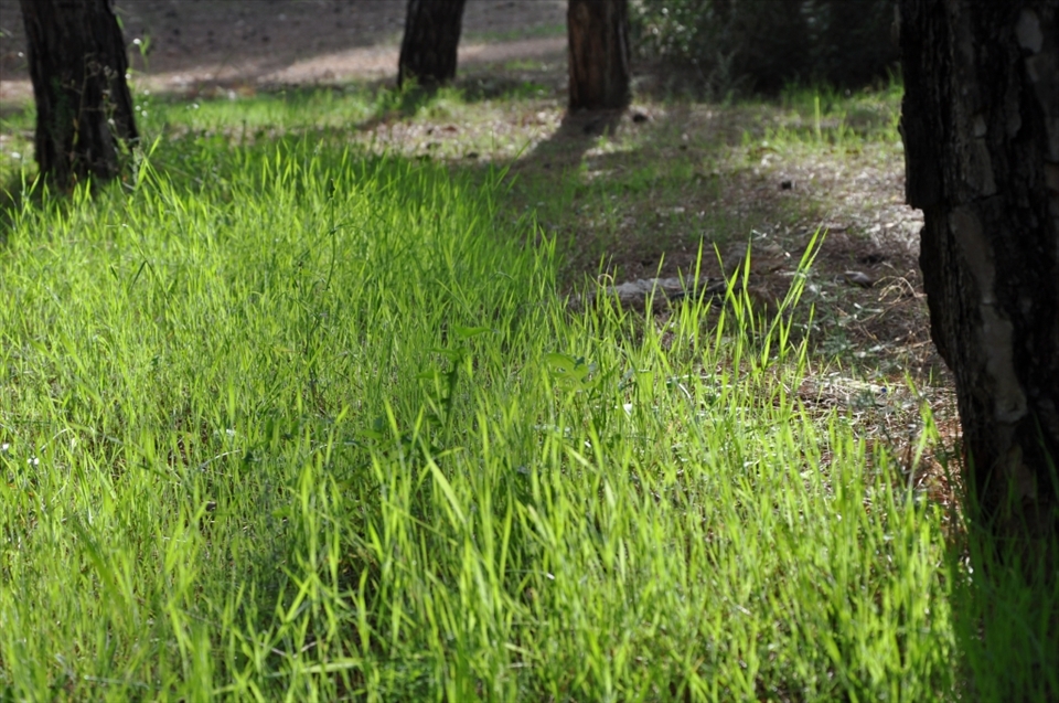 A patch of green grasses enjoy the late noon sunlight.