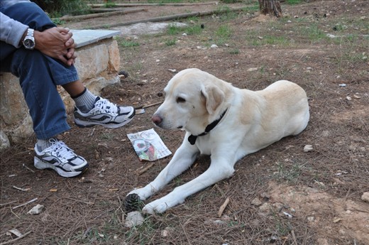 A man and his dog rest after a trek through the woods. Even dogs need daily walks to keep them healthy, so get up people and live the art of walking!

