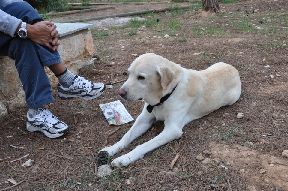 A man and his dog rest after a trek through the woods. Even dogs need daily walks to keep them healthy, so get up people and live the art of walking!

