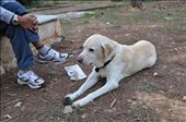 A man and his dog rest after a trek through the woods. Even dogs need daily walks to keep them healthy, so get up people and live the art of walking!

: by opo480, Views[287]
