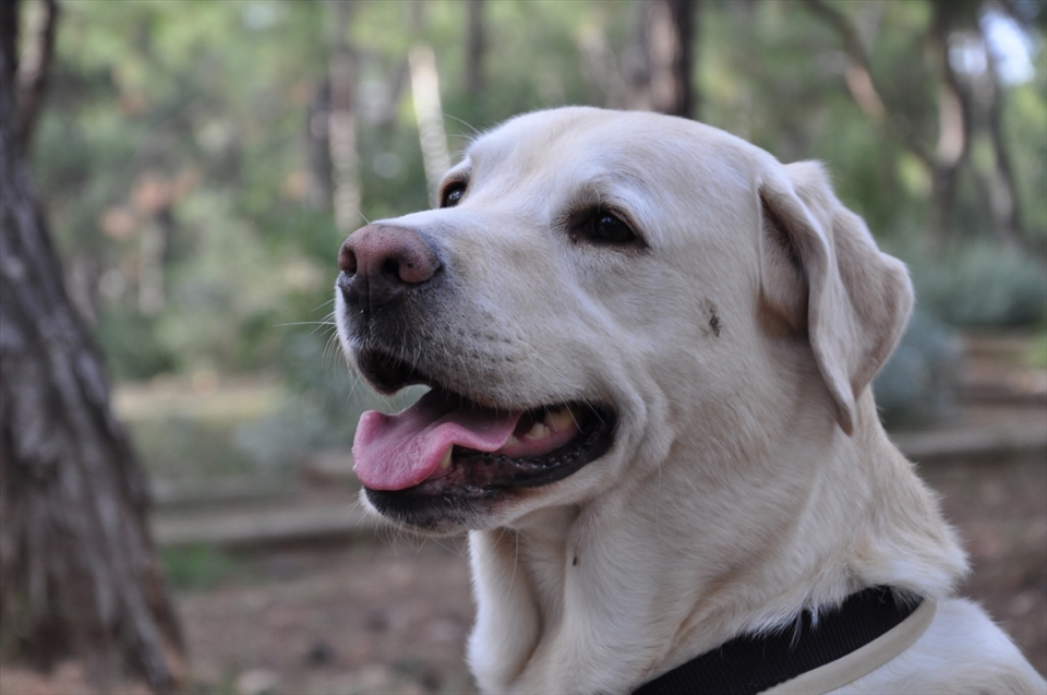 Here’s a photo of a «not camera shy» dog I befriended at the forest park, cool dog!