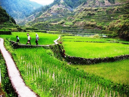 Women walk back home after working in the fields in Mountain province, Philippines.   