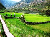 Women walk back home after working in the fields in Mountain province, Philippines.   : by organicisms, Views[1198]