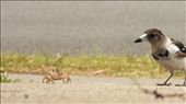 Baby magpie slowly learning how to pick off a ghost crab that has wandered too f: by orngcynr77, Views[659]