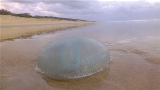 The first of a mass of large 'jelly blubber,(jellyfish),  being washed upon the 