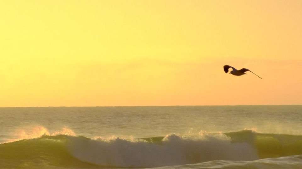 Soft hues fill the sky and waters as a silver gull floats by in search of ghost 