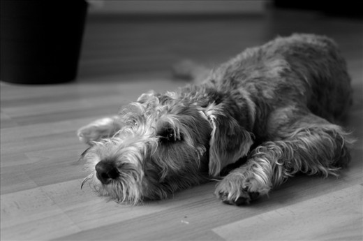 This local inhabitant of Uusikaupunki is a living example of how the town feels outside the busiest summer season when all the boats have sailed away