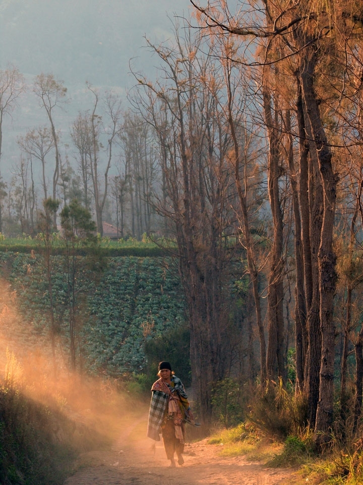 Tenggerian People at Bromo build their house and living around the massif area, and although today many of them are depend their live from tourism, most of them are still working on their land (farming) for living. You can easily find tengger people walk around their plantation area in the morning and afternoon, when they are going to plant or harvest their plantation. 