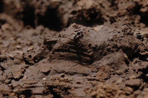 it sruggles to climb the part of the dry area