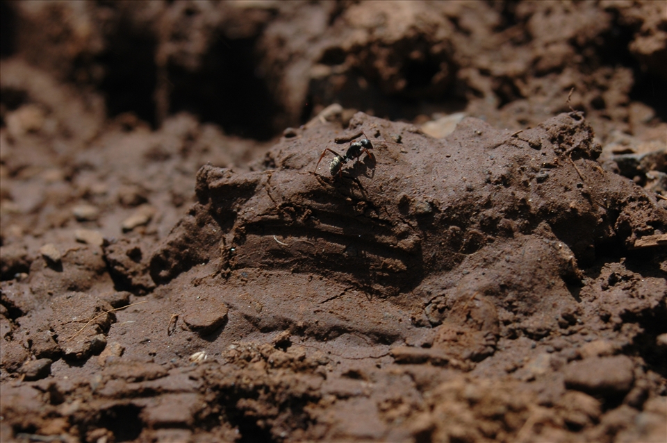 it sruggles to climb the part of the dry area