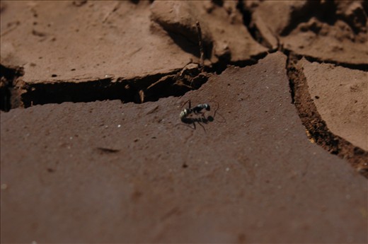 an ant is seen trying to make its way through the dry landscape