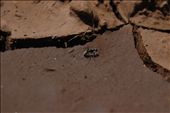 an ant is seen trying to make its way through the dry landscape: by ouma, Views[240]