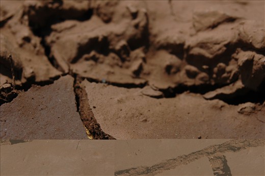 dry area where animals try to survive