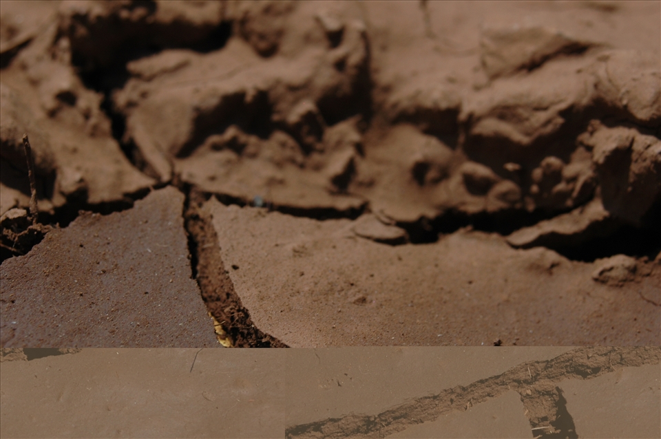 dry area where animals try to survive