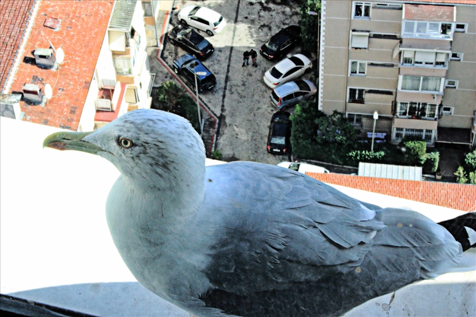 Expect a visit from a Seagull during the day,just look through your window