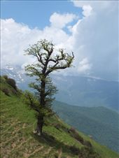 Single tree: by outfit, Views[244]