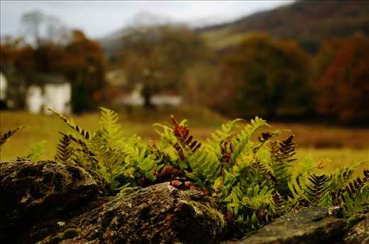 Ambleside a litlle piece of ground full of colour contrast