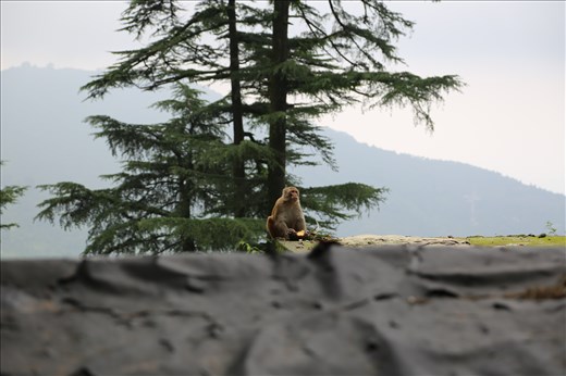 Monkey and his pineapple