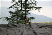 Monkey and his pineapple: by oviya, Views[329]
