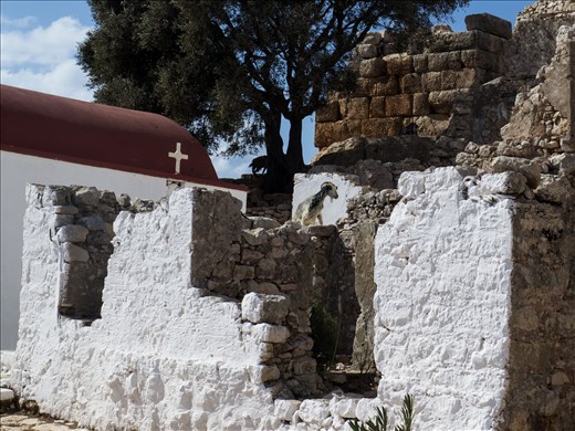 One of the goats who guards the Acropolis of Palaiokastro