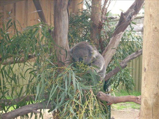 Koala