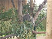 Koala: by ozdiary, Views[152]