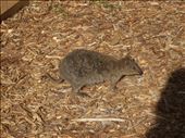 The Quokka: by ozdiary, Views[166]