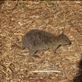 The Quokka: by ozdiary, Views[157]