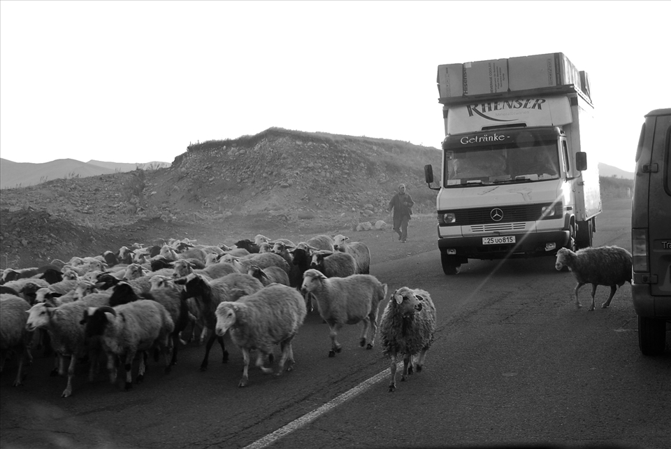 Sheep and cows on main country roads are a common sight.