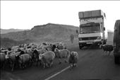 Sheep and cows on main country roads are a common sight.: by p-a-u-l-a, Views[230]