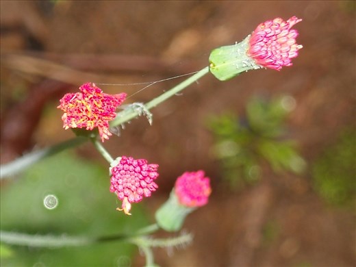 It is balanced with delicate beauty.