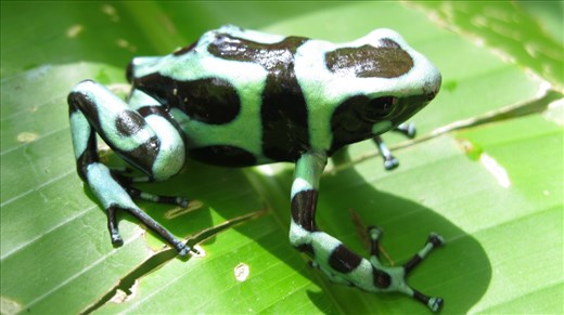 Having no military since 1948 only the Army Frog wears camouflage.