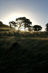Somewhere in the australian countryside.
Sometimes it's hard and blurry, sometimes it's all so perfect and clear.
I was feeling so calm, in the right place.
That light passed through me.: by paleworld, Views[457]