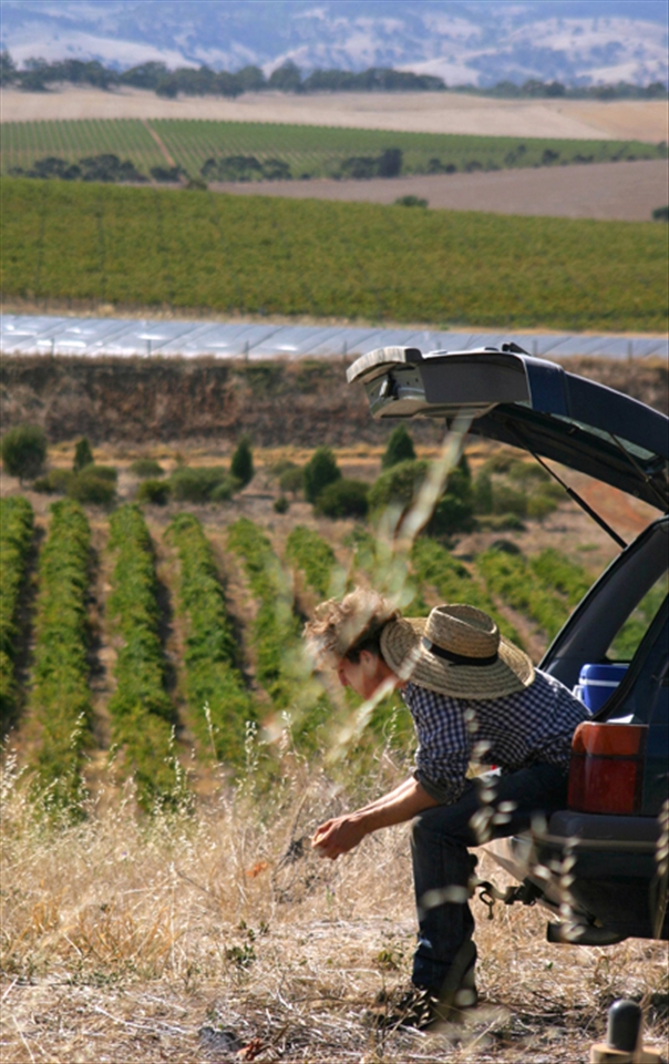 Barossa Valley, South Australia.
Picking and thinking.