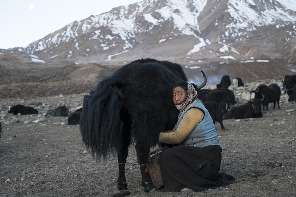 Early morning in the high valley (4300m) at the edge of Upper Mustang (Nepal) where mother of a small family is milking one of the 70 yaks that belong to them. Behind that mountain is Tibet. Yaks are very valuable and provide food, fur/wool and fuel for many remote villages in the desert area. While one may be considered rich having so many yaks it is a non-stop hard work that only leaves room for a prayer.