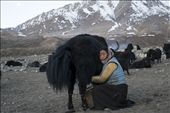 Early morning in the high valley (4300m) at the edge of Upper Mustang (Nepal) where mother of a small family is milking one of the 70 yaks that belong to them. Behind that mountain is Tibet. Yaks are very valuable and provide food, fur/wool and fuel for many remote villages in the desert area. While one may be considered rich having so many yaks it is a non-stop hard work that only leaves room for a prayer.: by palnitro, Views[1558]