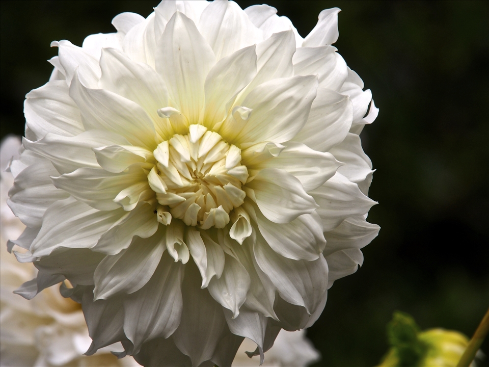 White Dahlia