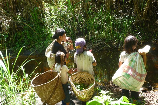 Elsa, mother of 10, takes three of her sons and her baby daughter (on her back), to fish in a little stream with mullein. Mullein is a powerful poison that comes from the roots of the mullein plant, and when hit by a stick they let out a white liquid (the poison) which paralyzes the fish for a while so they can catch them pretty easily.