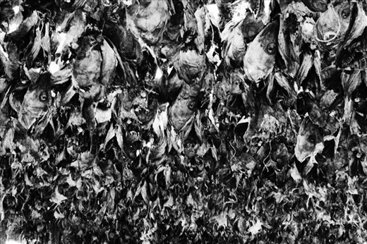 why so many fishes out of the sea?