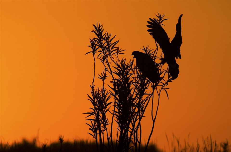 Wetlands of the Argentinean Pampas are reproduction places of snail kite. 