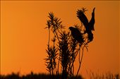Wetlands of the Argentinean Pampas are reproduction places of snail kite. : by pampaswildlife, Views[522]