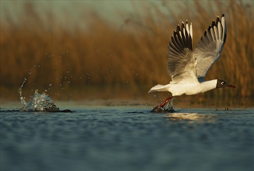 The increasing agriculture threatens wetlands of Buenos Aires province, Argentina, which are nesting places of several species like this Brown-hooded gull. 