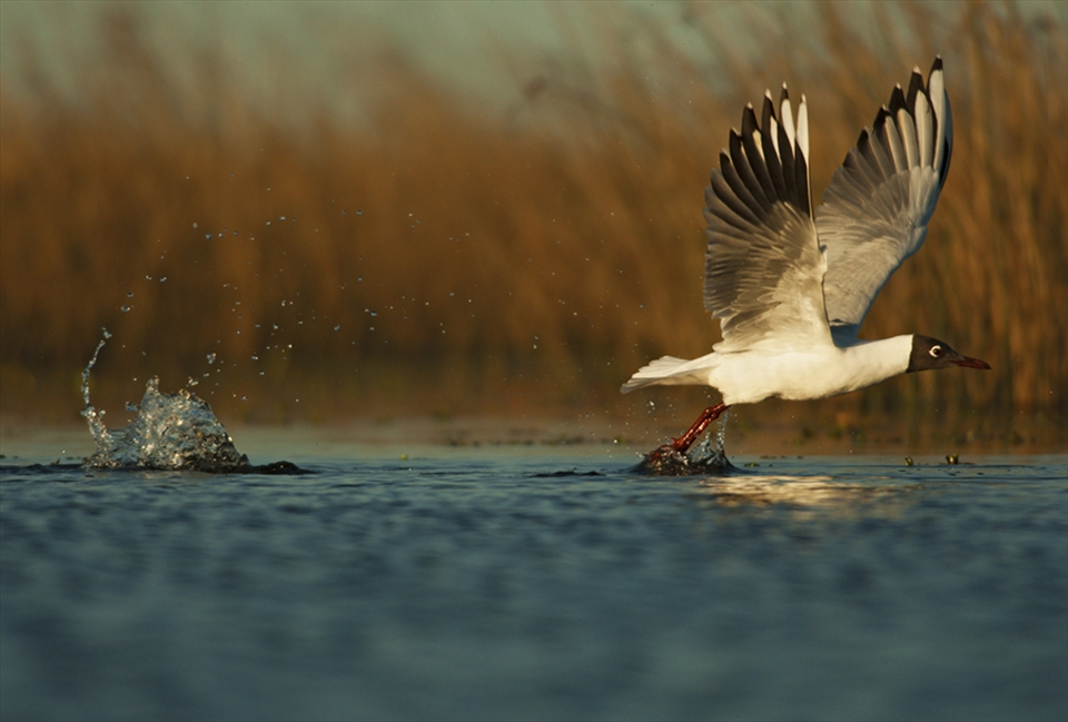 The increasing agriculture threatens wetlands of Buenos Aires province, Argentina, which are nesting places of several species like this Brown-hooded gull. 