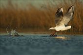 The increasing agriculture threatens wetlands of Buenos Aires province, Argentina, which are nesting places of several species like this Brown-hooded gull. : by pampaswildlife, Views[614]