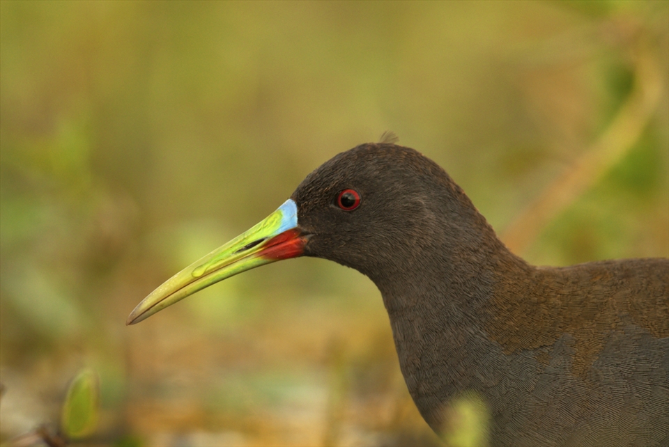 Several species of these wetlands are migratory. Plumbeous rail is one of the most colorful.