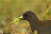 Several species of these wetlands are migratory. Plumbeous rail is one of the most colorful.: by pampaswildlife, Views[501]