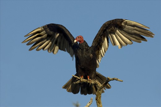 Aproximately the 1% of central wetlands of Argentina is preserved. The turkey vulture is typical specie of this environment.